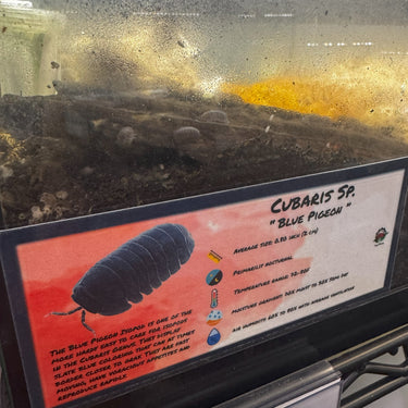 Cubaris Sp. Blue Pigeon Isopod Bin Label